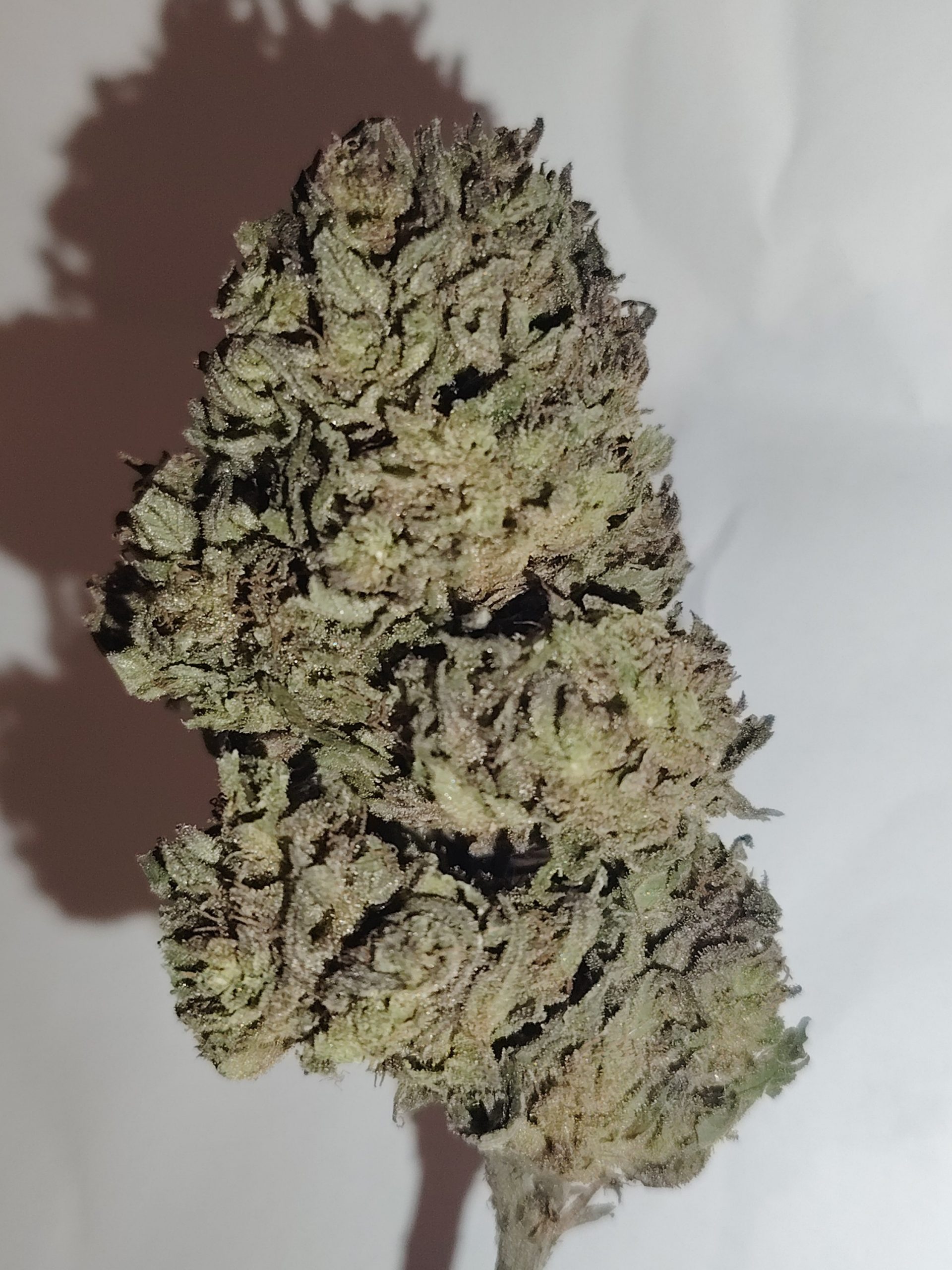 Mandarin Kush – Image 3