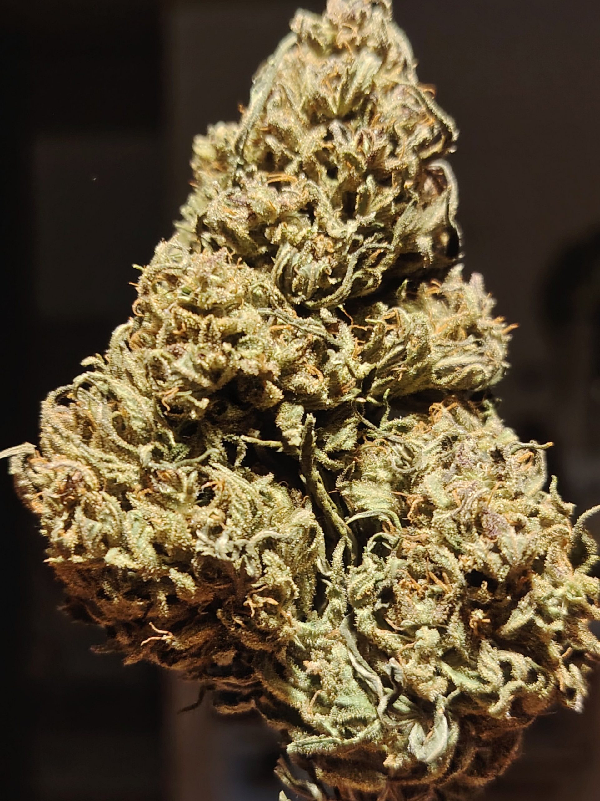 Lemon Buddha – Image 3