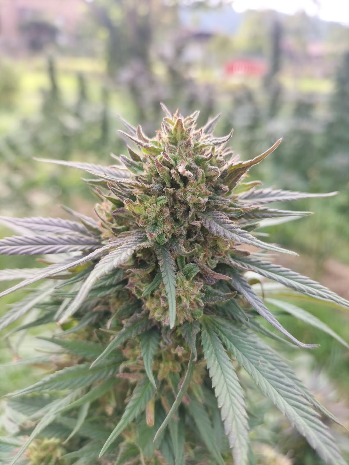 Mandarin Kush – Image 2