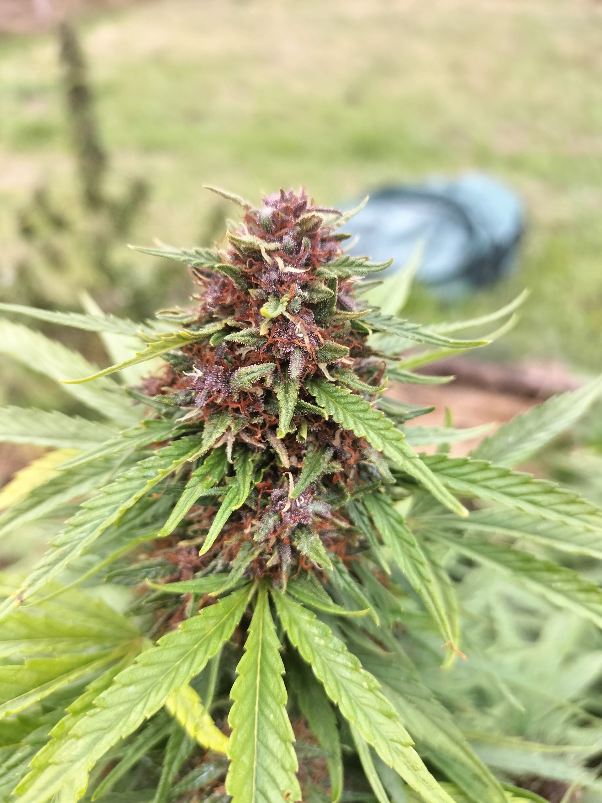 Yuzu Velvet – Image 2